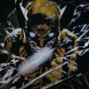 Captura de pantalla 2026-07-04 221641 Wolverine Over